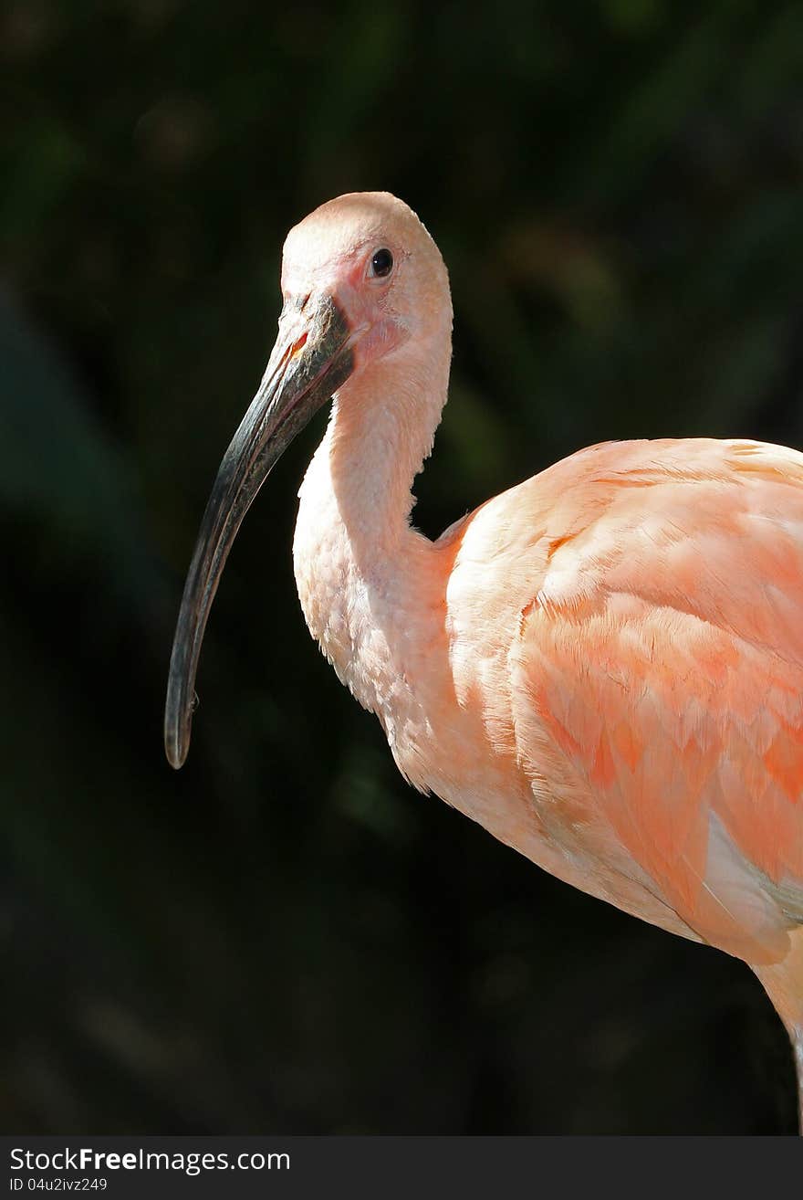 Scarlet Ibis Standing In Profile With Black Background