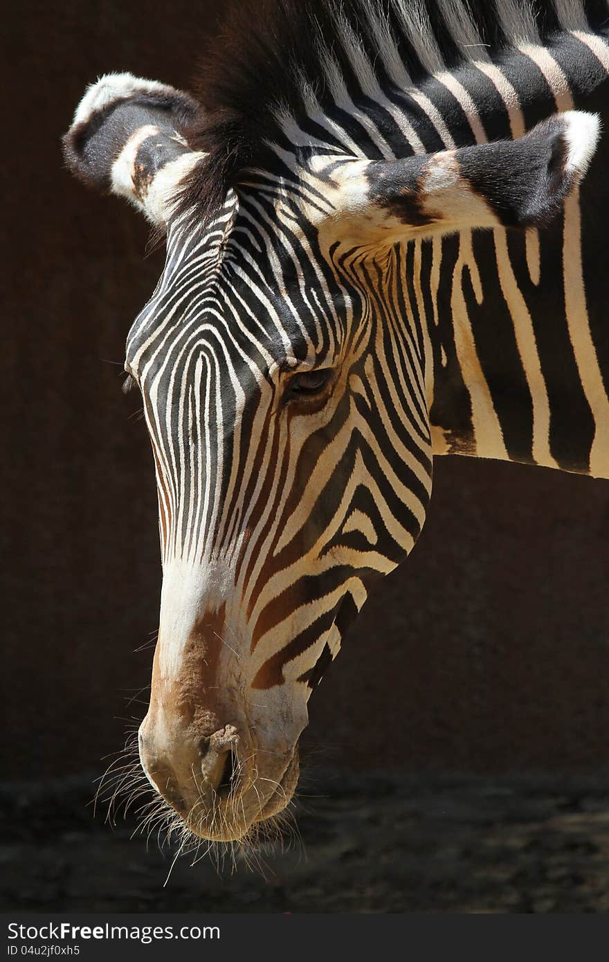 Close Up Portrait Of Grevy's Zebra Against Dark Background