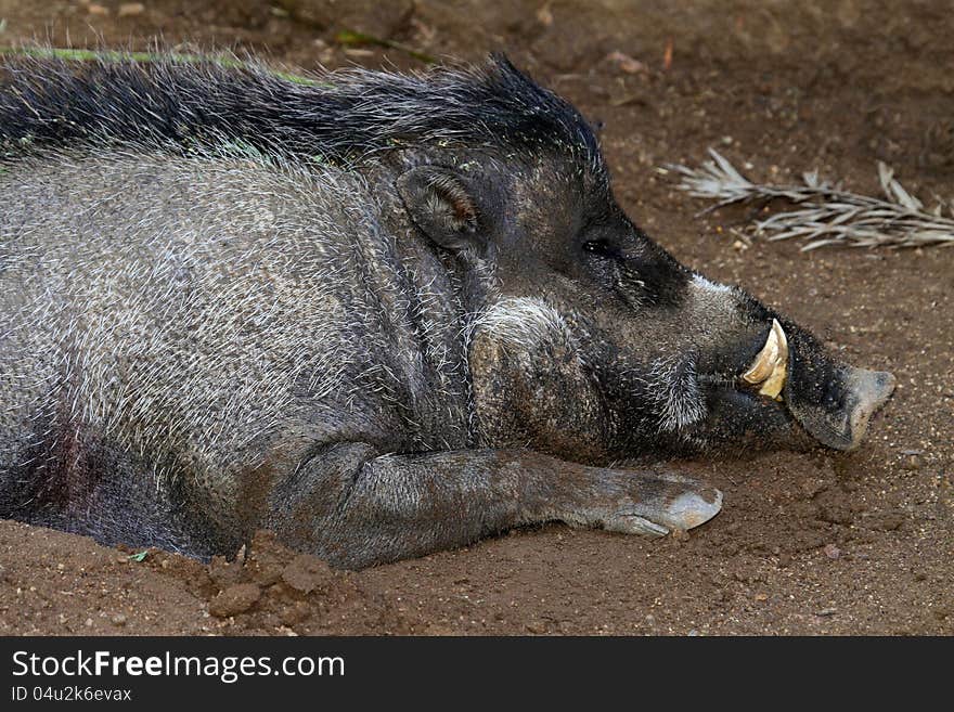 Sleeping Visayan Warty Hog With Large Tusks. Sleeping Visayan Warty Hog With Large Tusks