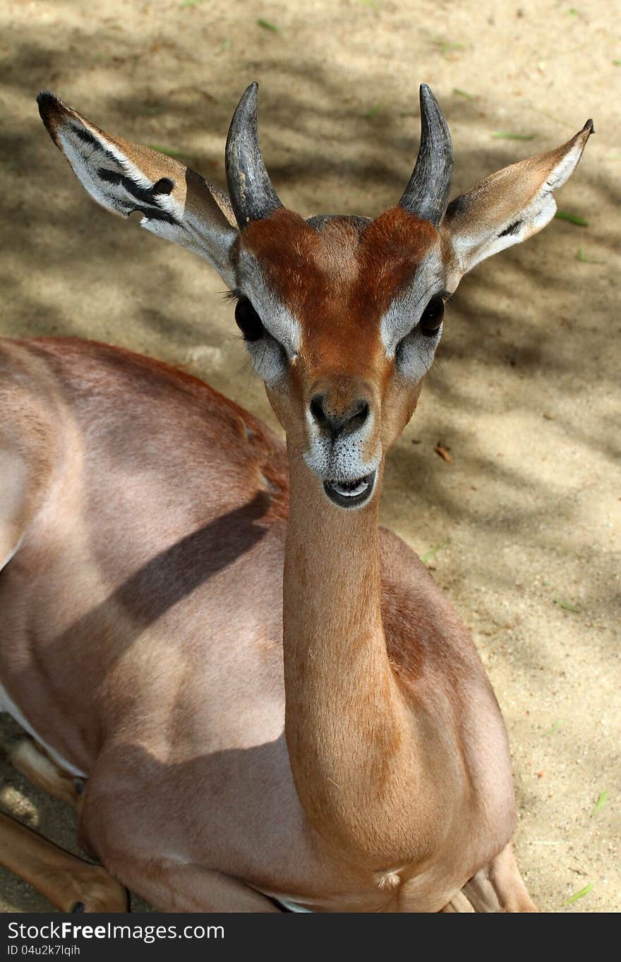 Young Antelope