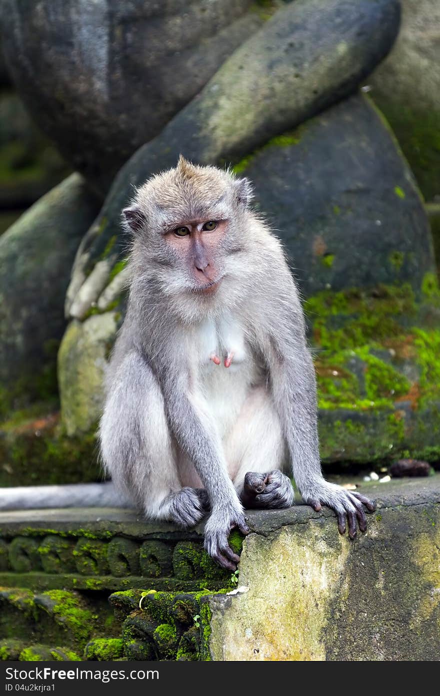 Monkey sitting on steps in Ubud forest, Bali