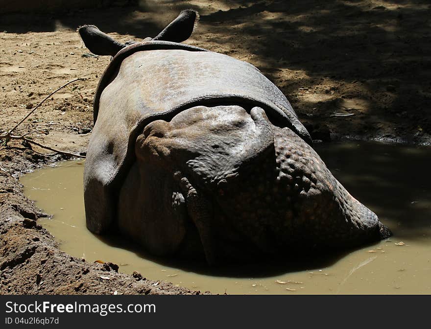 Asian Rhino Laying In A Puddle. Asian Rhino Laying In A Puddle