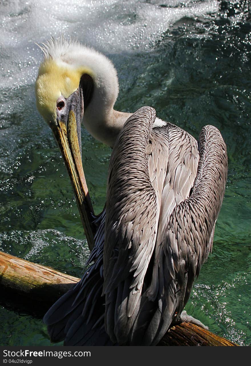 Endangered Brown Pelican Preening On A Log