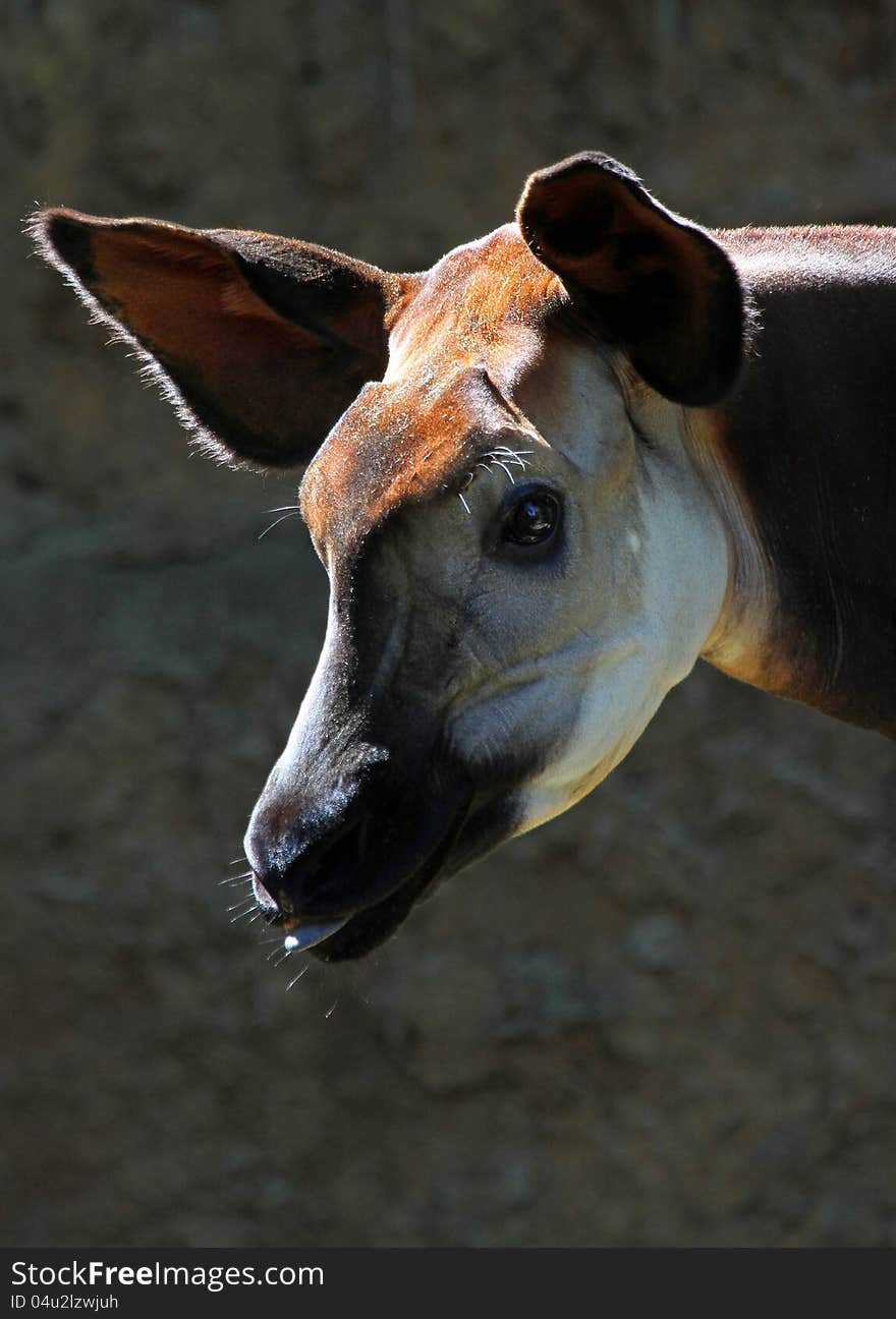 Close Up Detail Portrait Of African Okapi Antelope Head