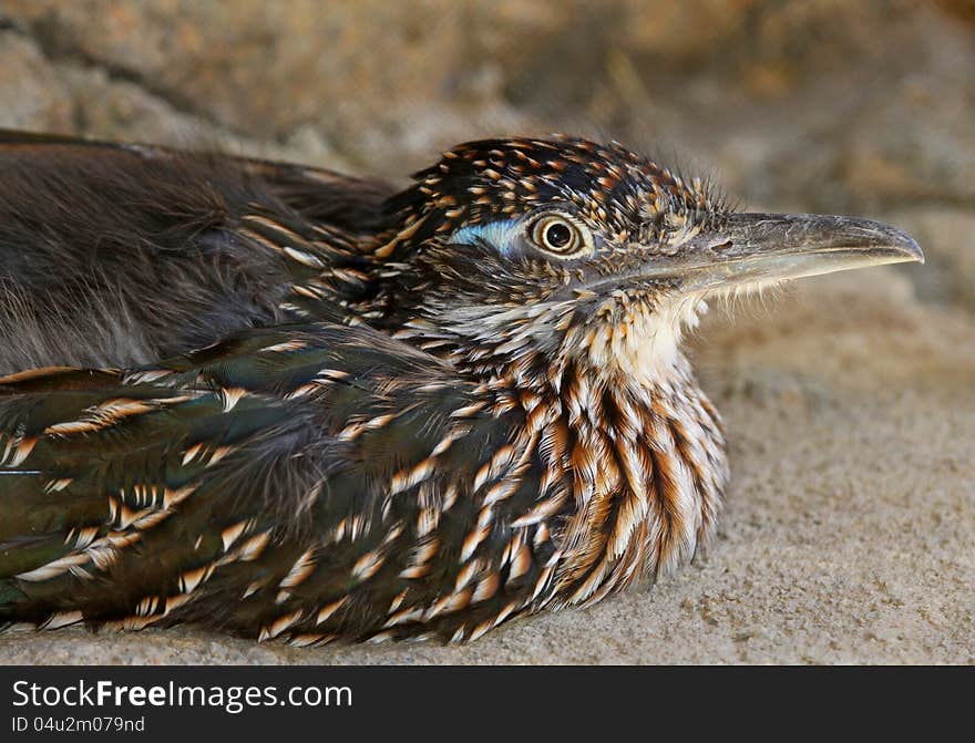 Close Up Portrait Of Desert Road Runner Sitting On Ground. Close Up Portrait Of Desert Road Runner Sitting On Ground