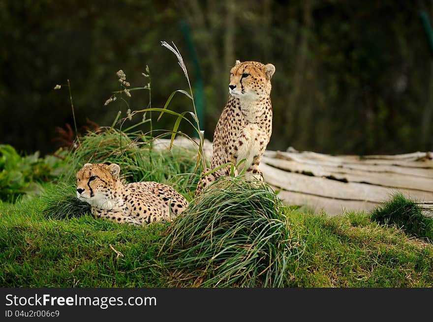 Cheetah couple