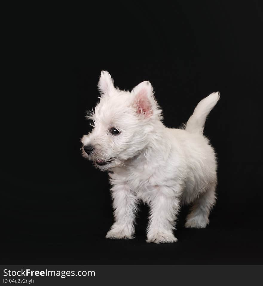 West Highland White Terrier