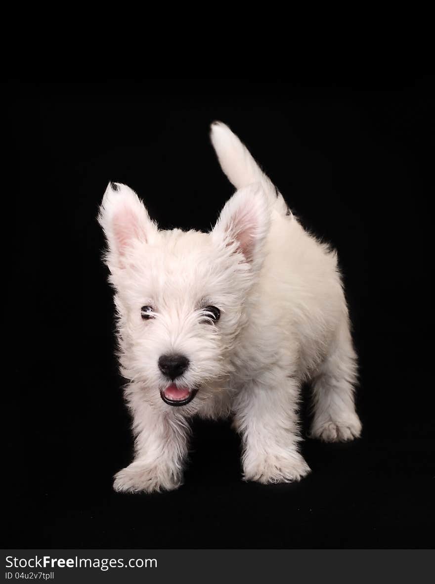 West Highland White Terrier