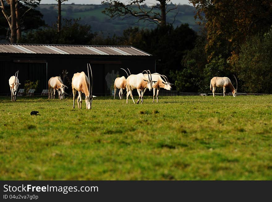 A herd of Scimitar-horned Oryx in a wildlife park. A herd of Scimitar-horned Oryx in a wildlife park.