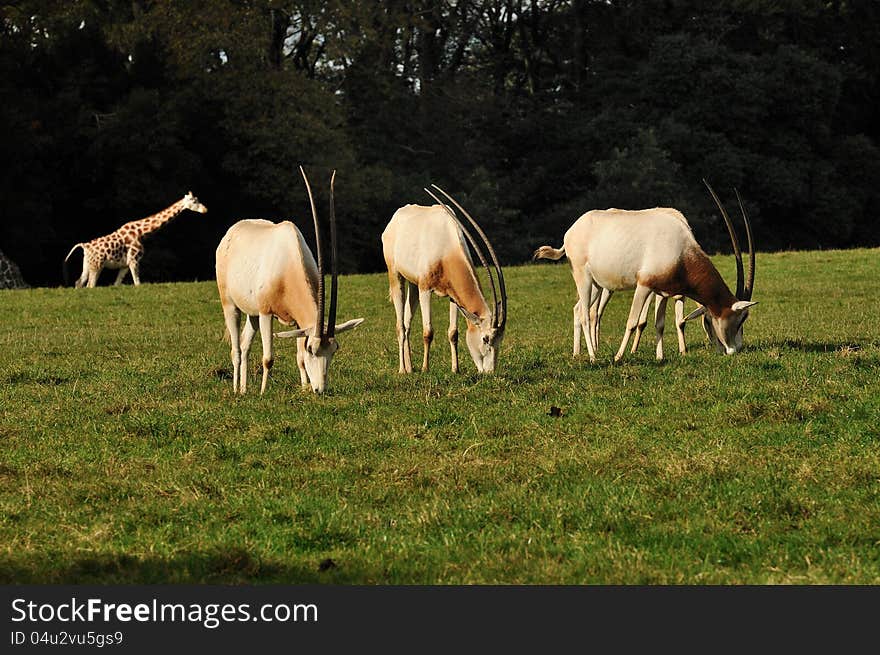 A Group Of Oryx Eating Grass