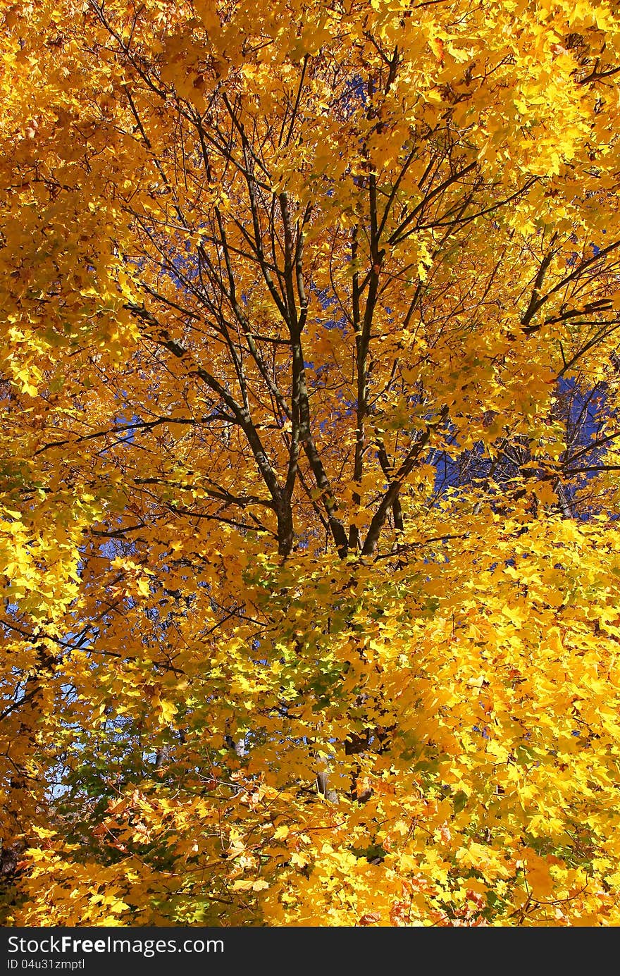 Autumn trees in region Liptov, Slovakia