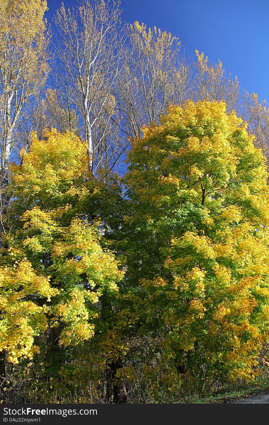 Autumn trees in region Liptov, Slovakia