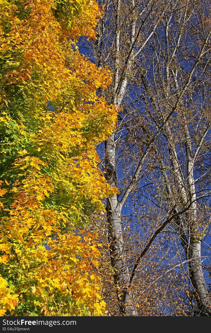 Autumn trees in region Liptov, Slovakia