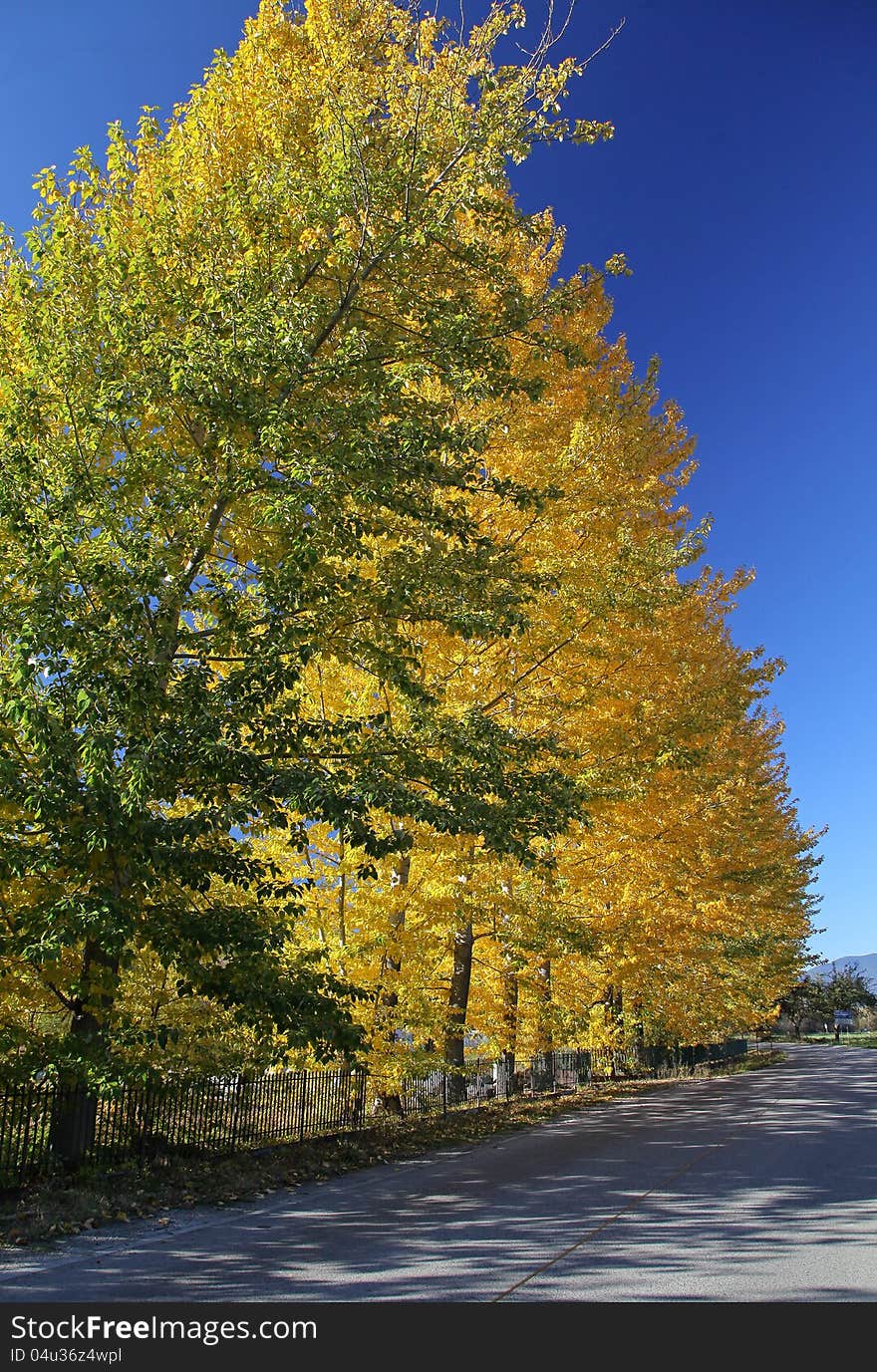 Autumn trees in region Liptov, Slovakia