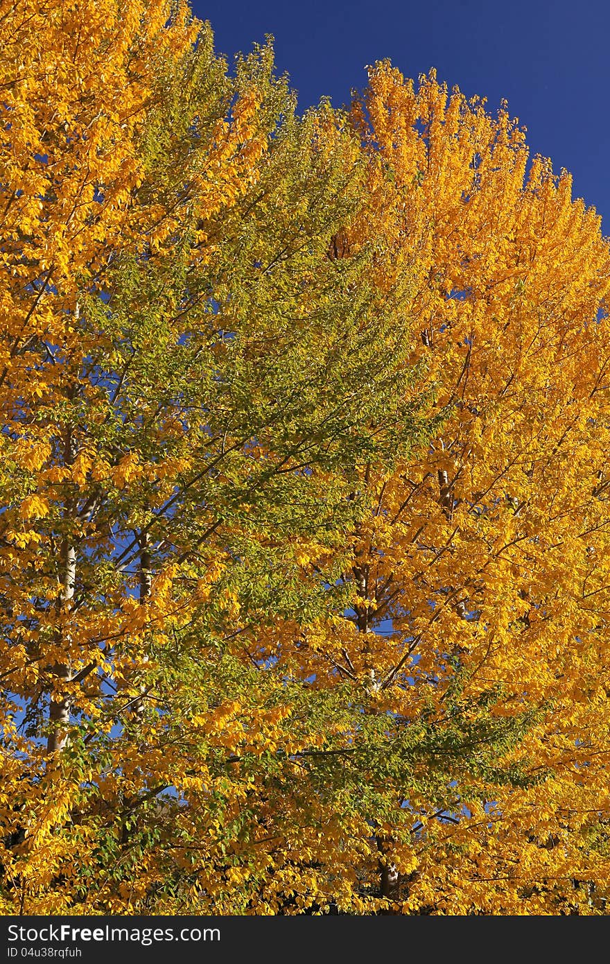 Autumn trees in region Liptov, Slovakia