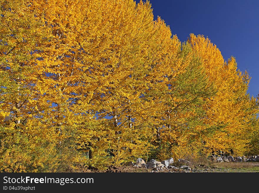 Autumn trees in region Liptov, Slovakia