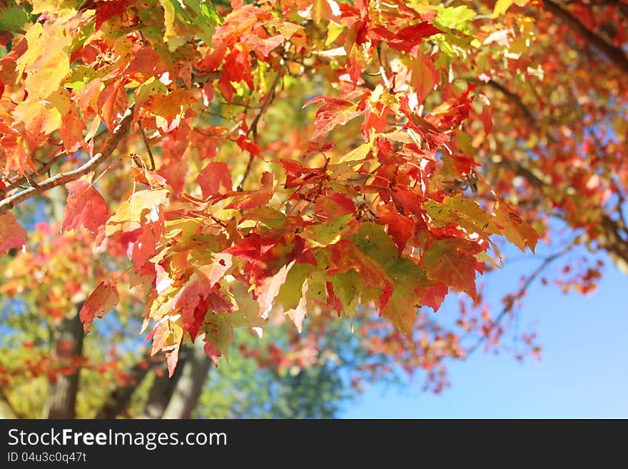 Autumn leaves with blue sky background