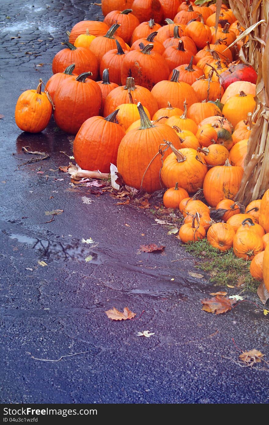 Autumn big pumpkins lying on the ground. Autumn big pumpkins lying on the ground