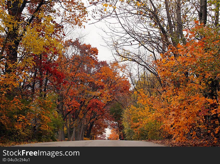 Autumn in the forest overcast day