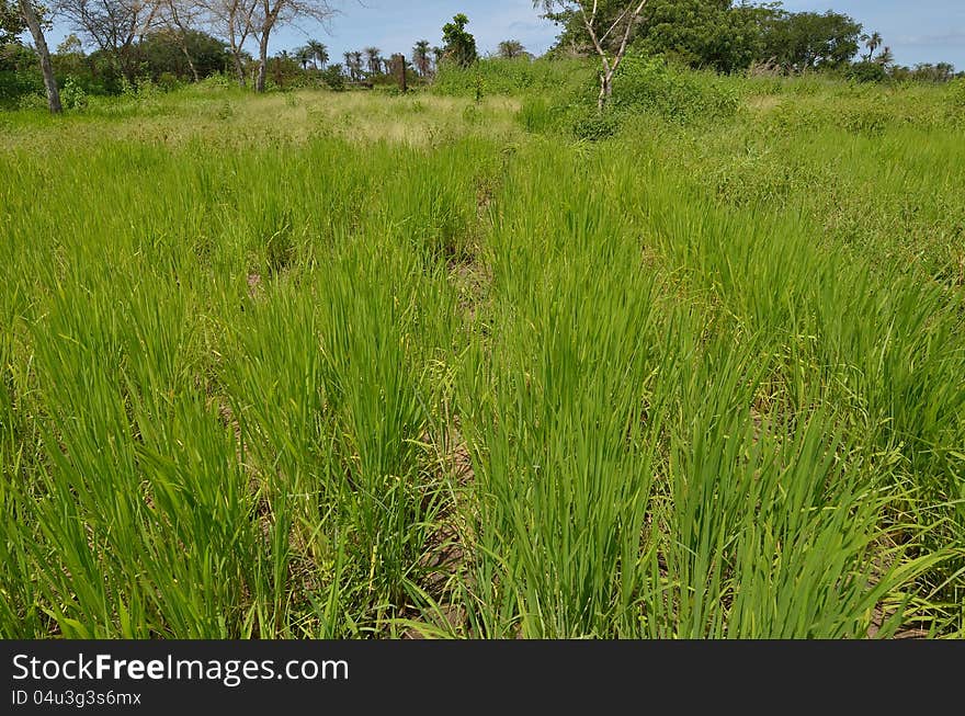 A field of rice in Africa,Senegal