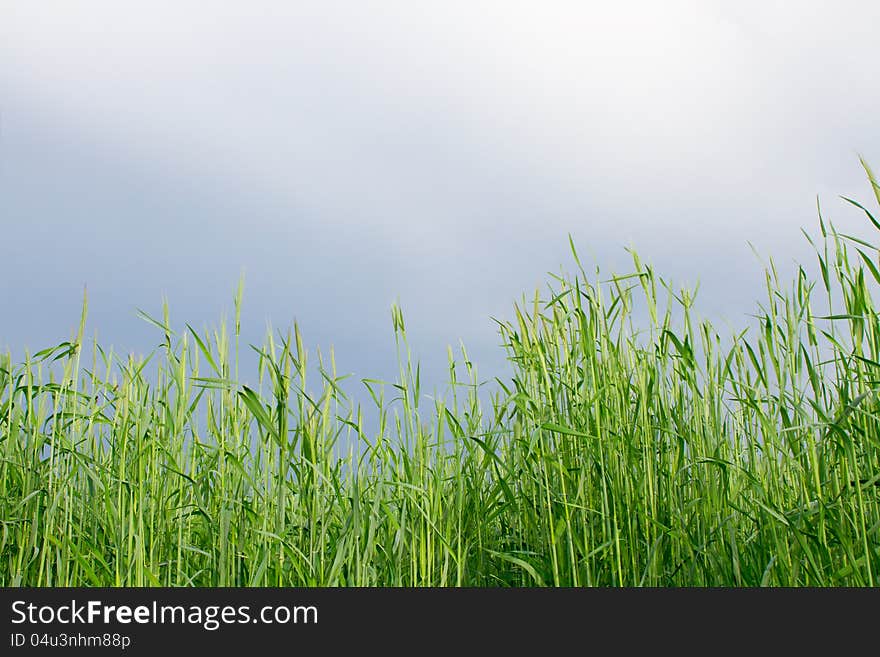 Green wheat field