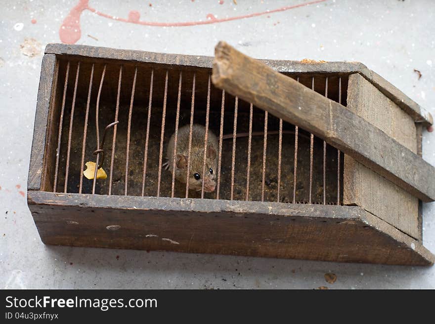 Little mouse caught in a mousetrap. Little mouse caught in a mousetrap