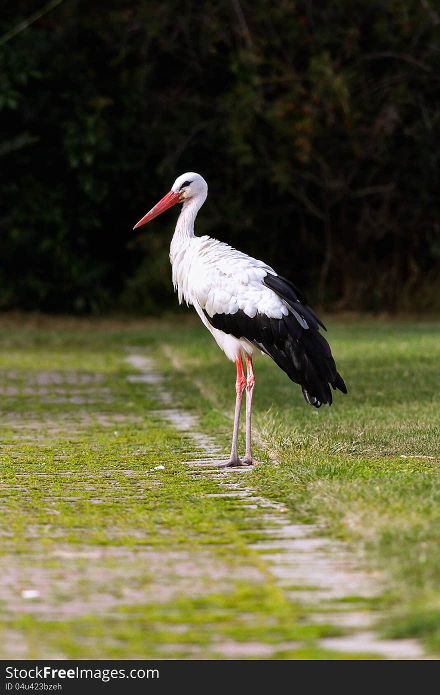 White stork