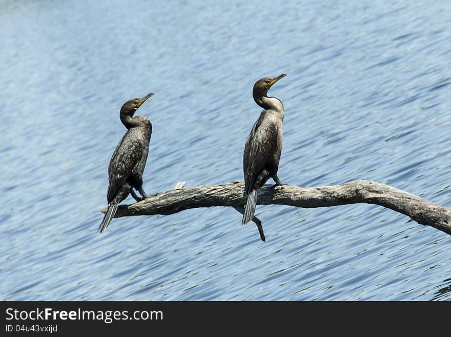 Bird Buddies