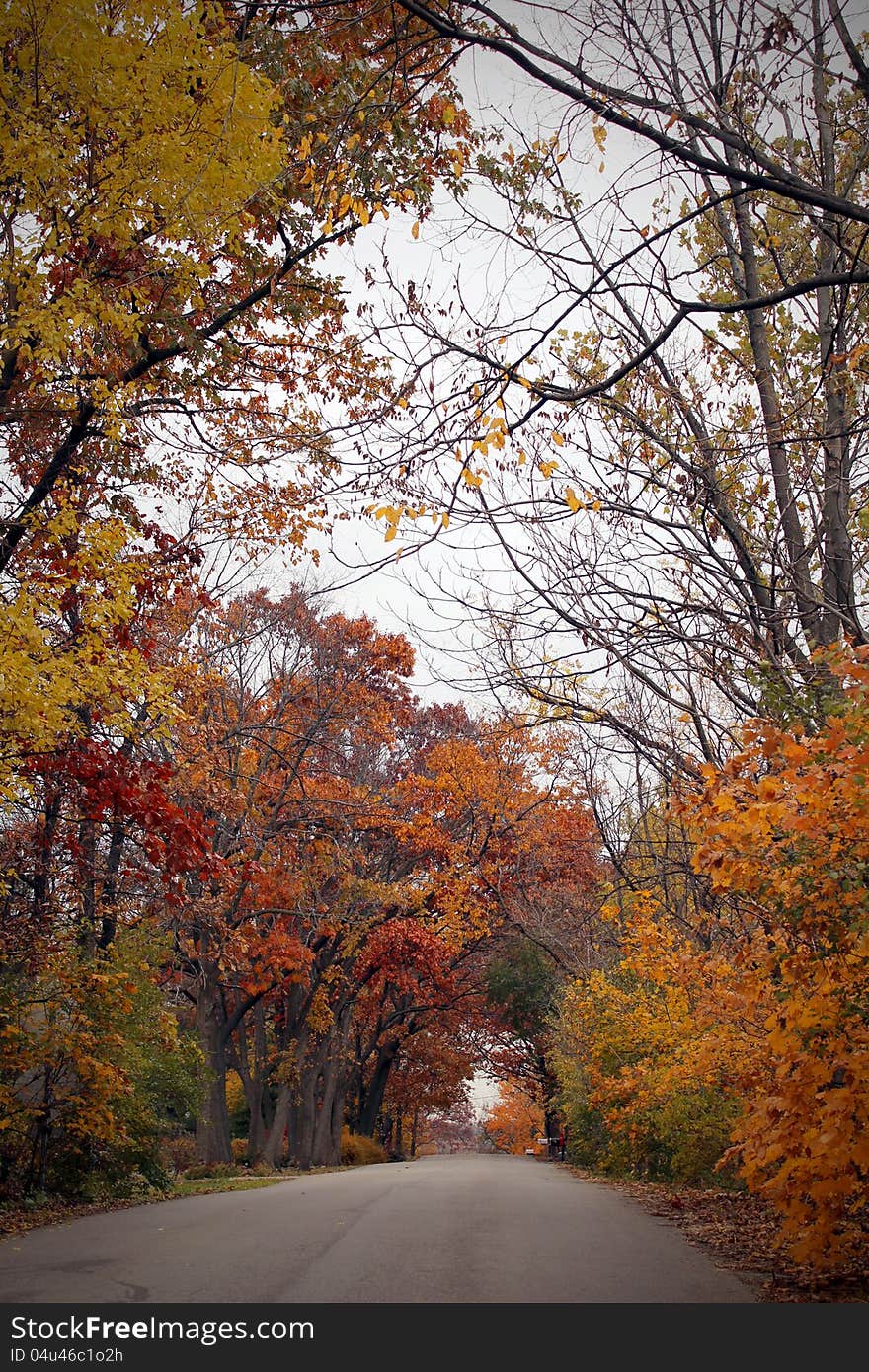 Autumn in the forest overcast day