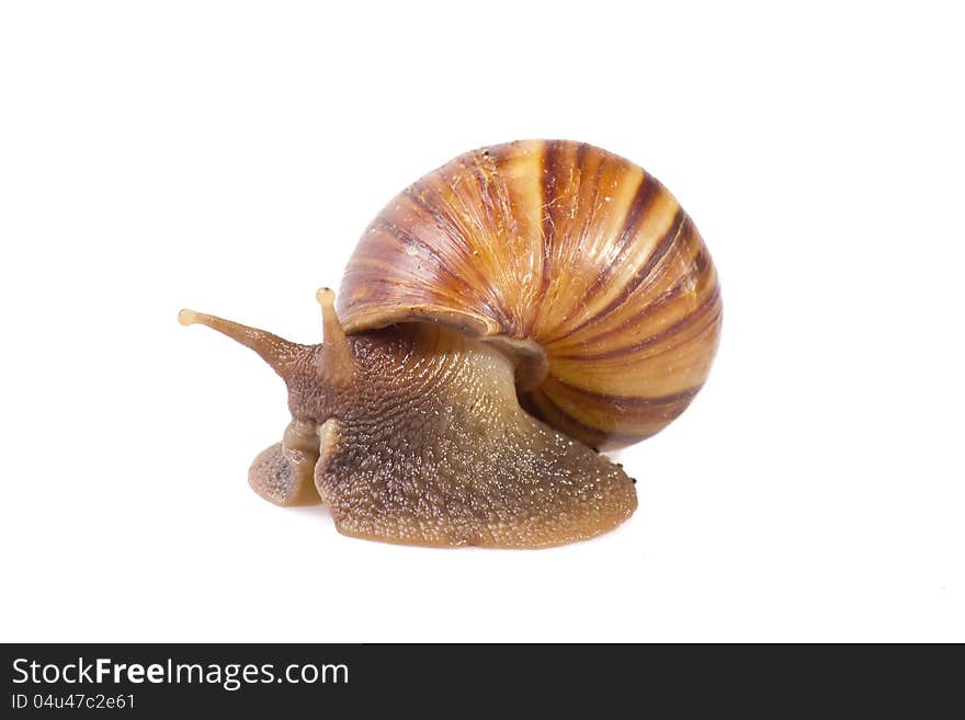 Snail  on white background.