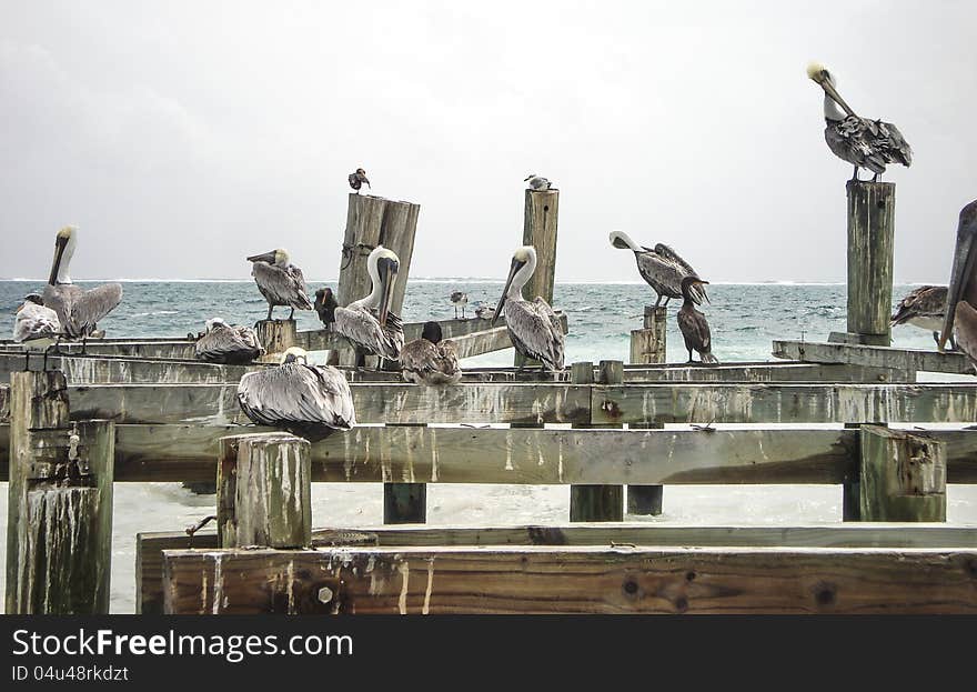 Seagulls on old dock