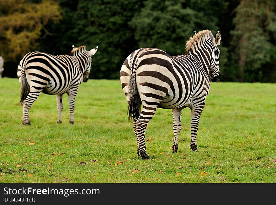 Two zebras