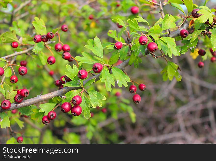 Red autumn berries with green yellow leaves. Red autumn berries with green yellow leaves