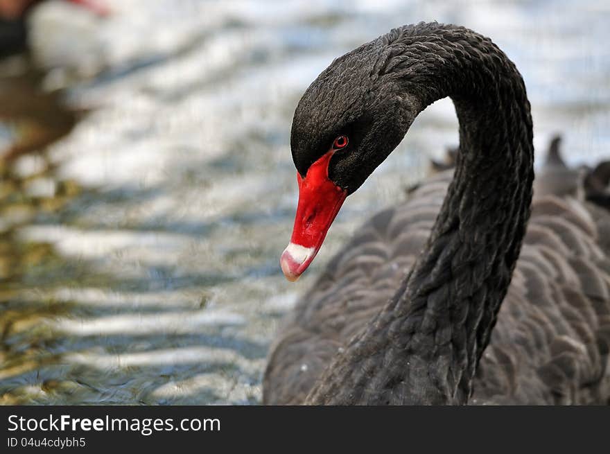 A black swan