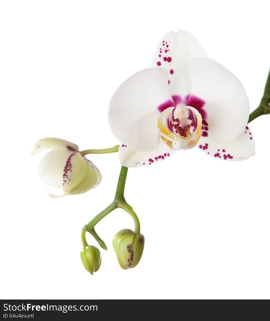 Orchid isolated on white background. A Purple Spotted or Splotched Phalaenopsis.