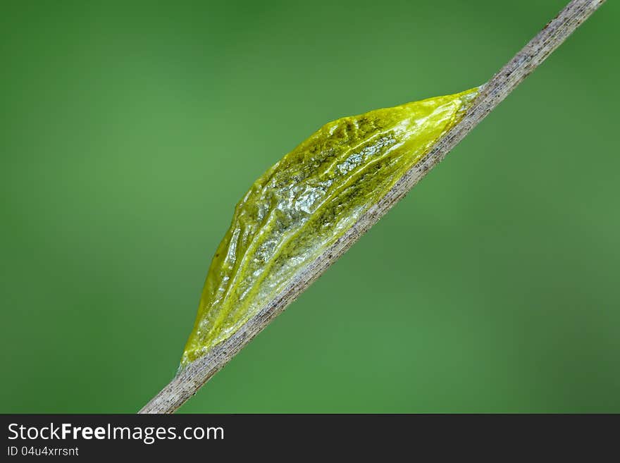 Pupa