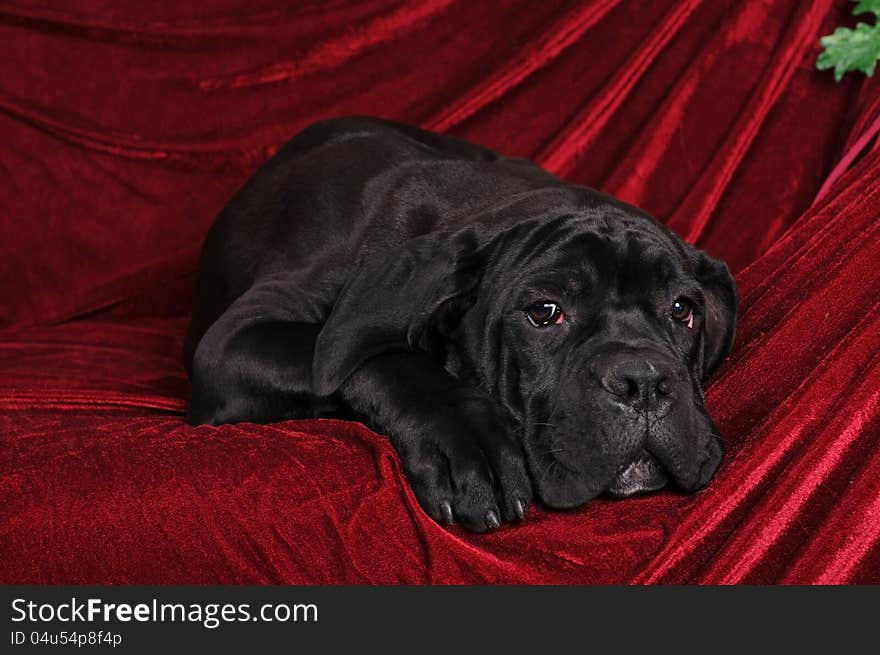 Cane corso puppy portrait lying