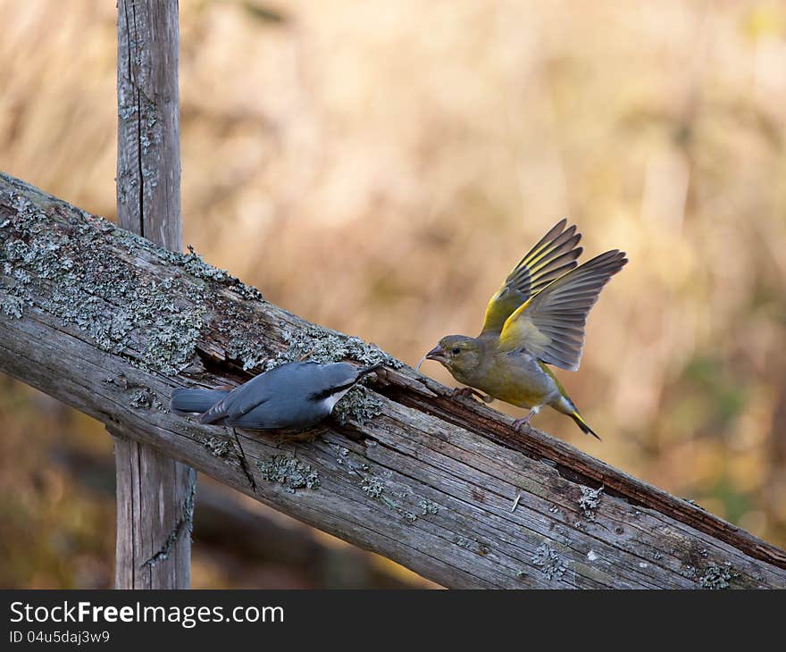 Nuthach Vs Greenfinch