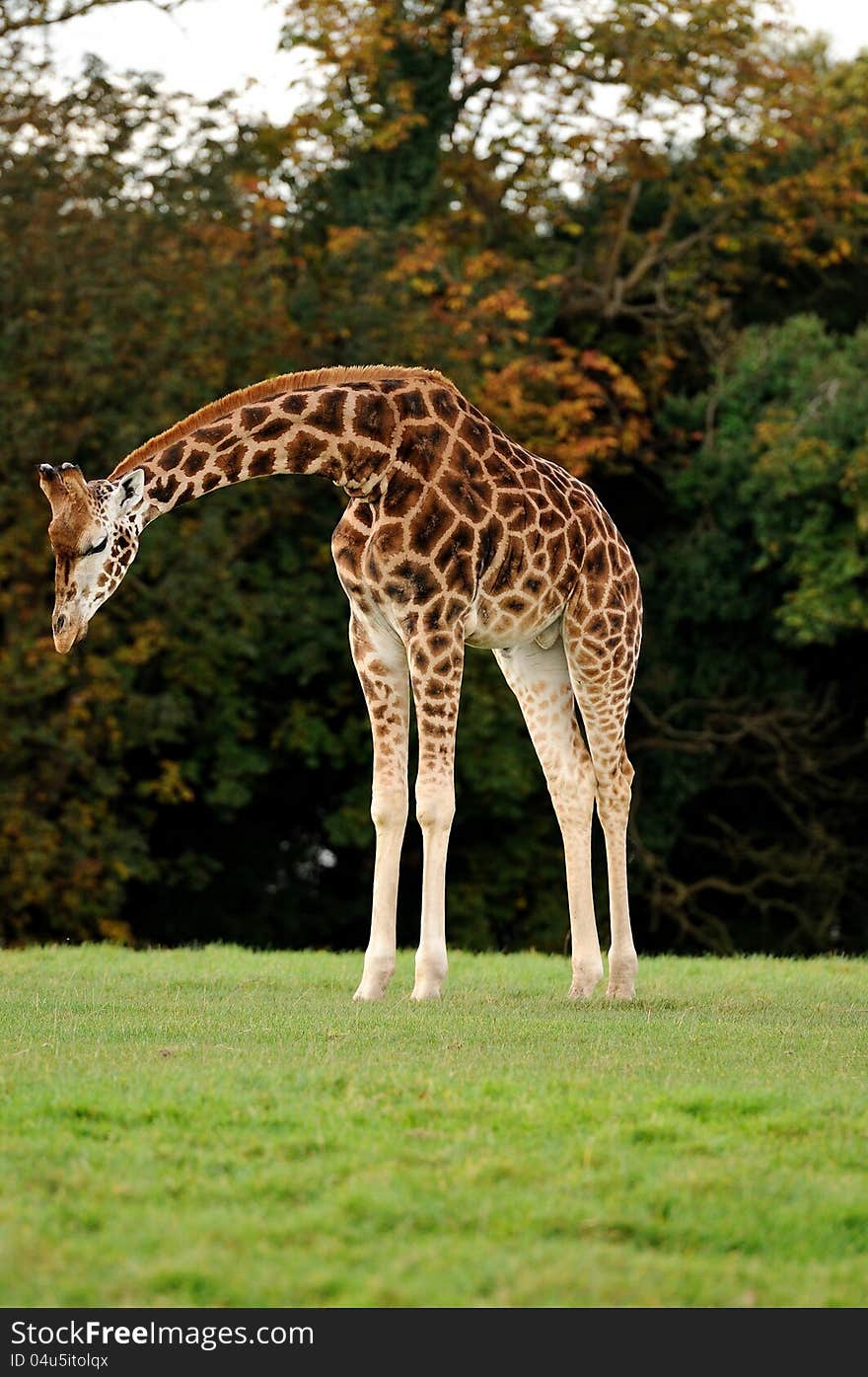 A giraffe looking down sadly at the ground at a wildlife park. A giraffe looking down sadly at the ground at a wildlife park.