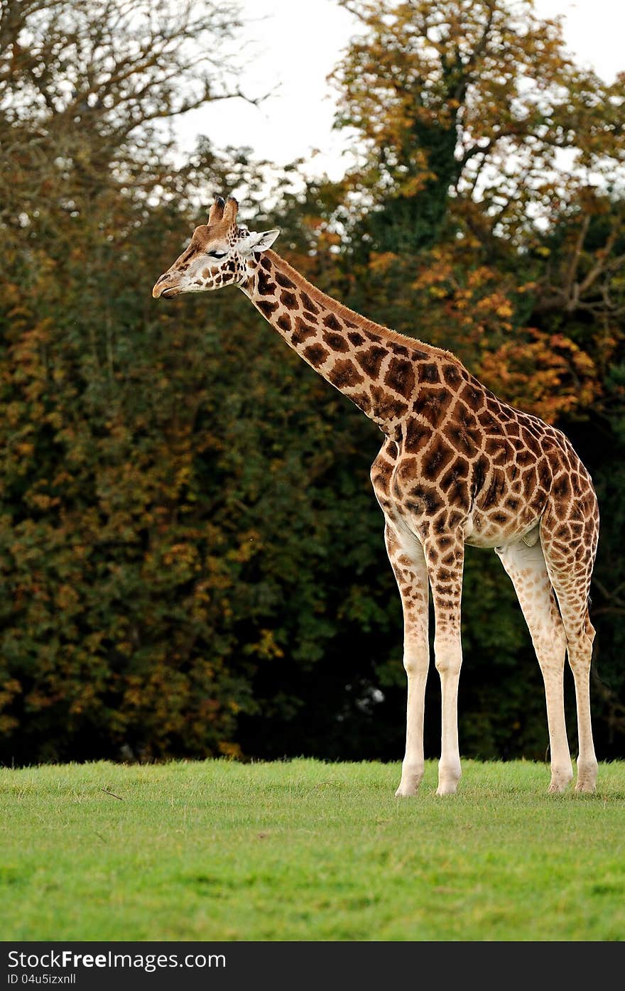 A giraffe standing tall at a wildlife park.