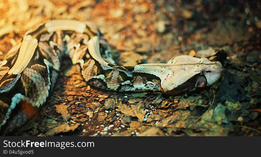 Image of a sliding snake