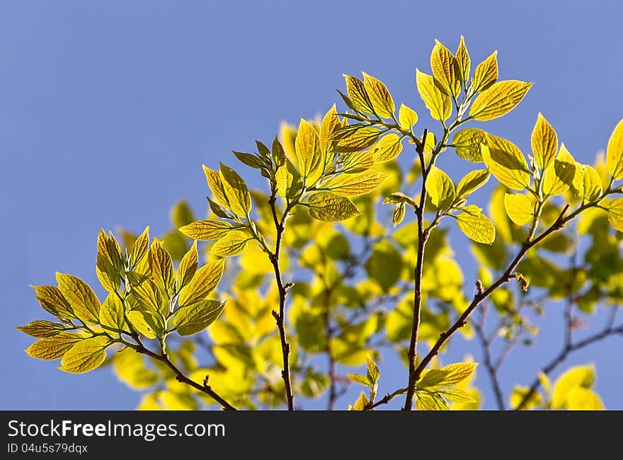 Spring leaves