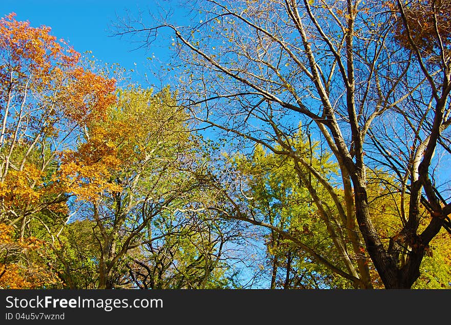 Vibrant Tree Colors During Fall