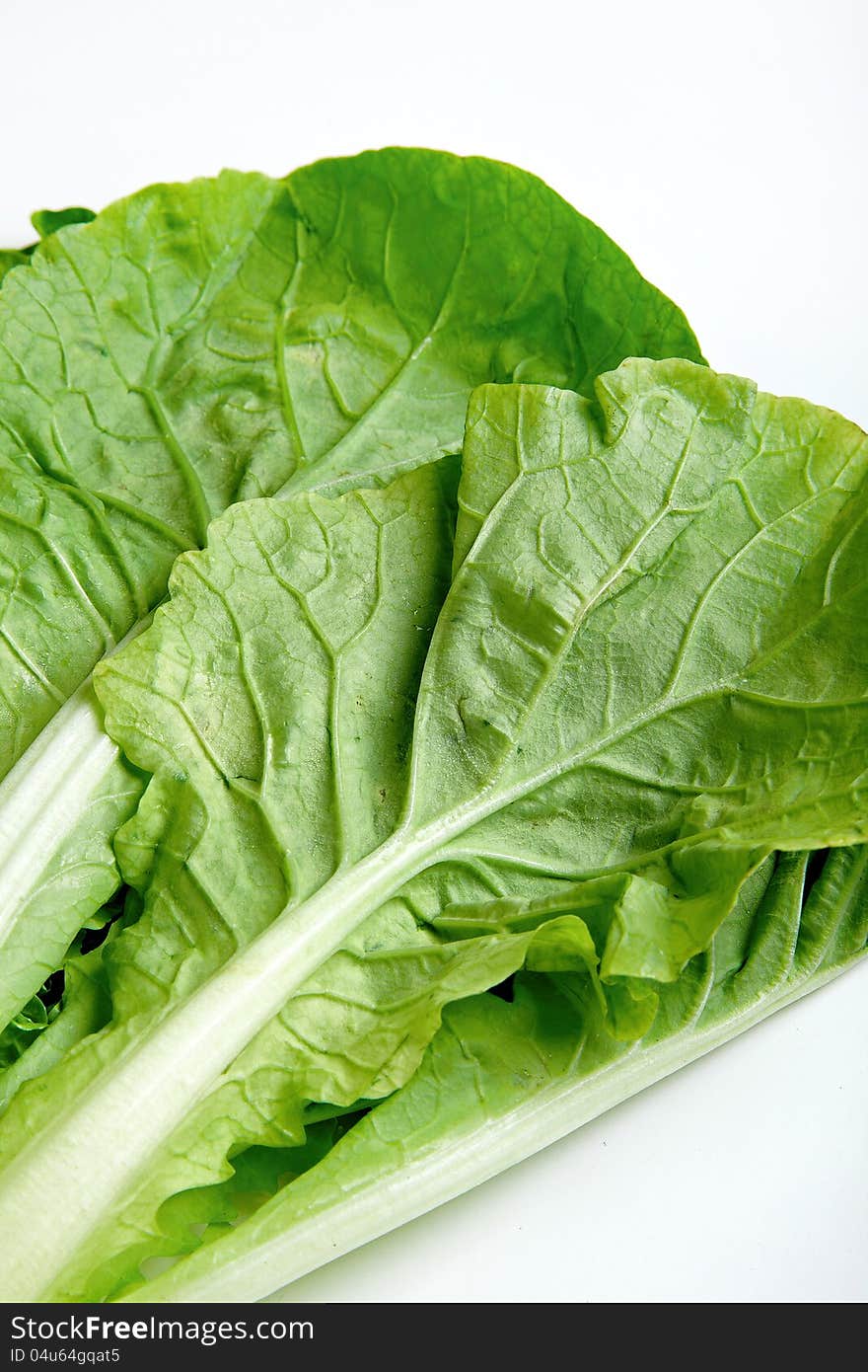 Green vegetable close up with white background