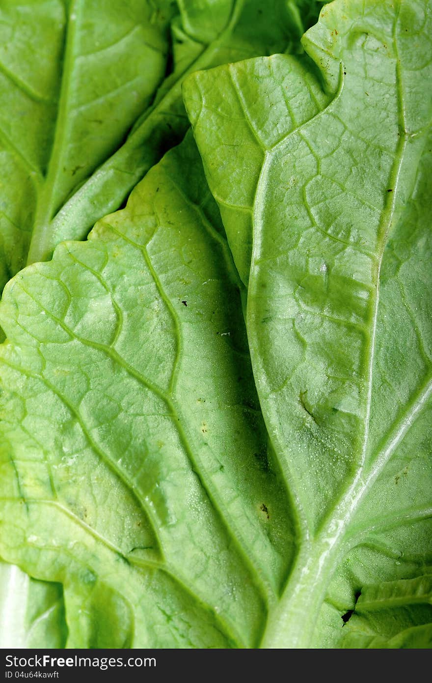 Green vegetable close up with white background