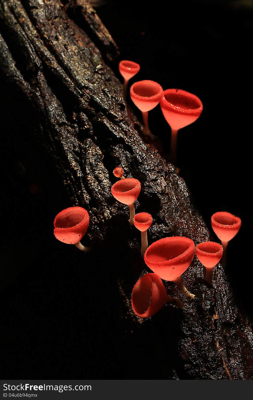 Orange mushroom or Champagne mushroom in rain forest, Thailand.