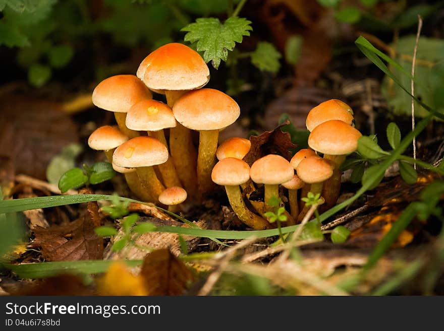 Toadstools