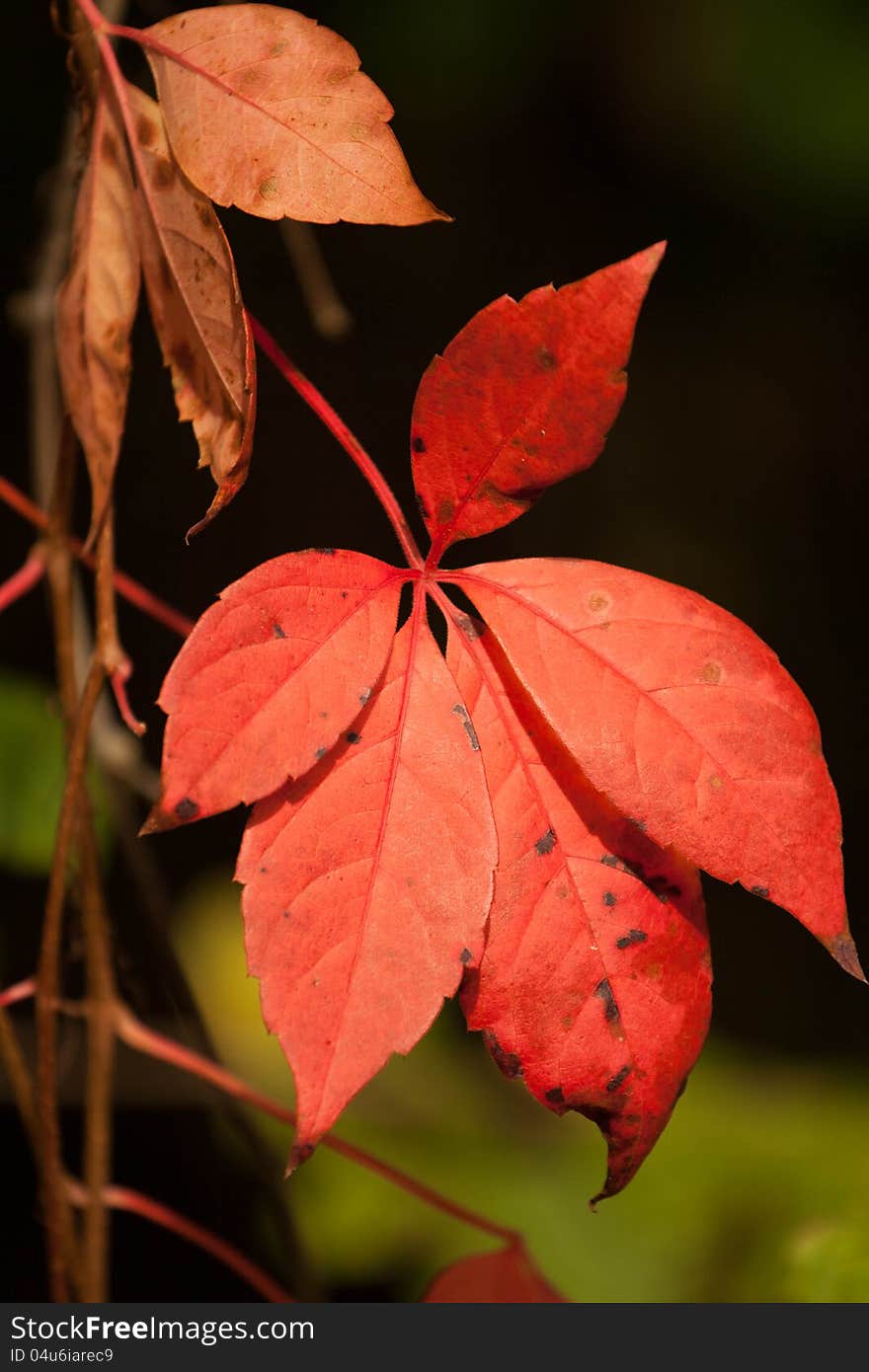 Red Autumn Leaves