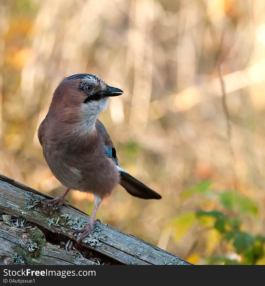 A close up on the profile of the determined jay, sitting on an old wooden fence with a nice bokeh in background. A close up on the profile of the determined jay, sitting on an old wooden fence with a nice bokeh in background