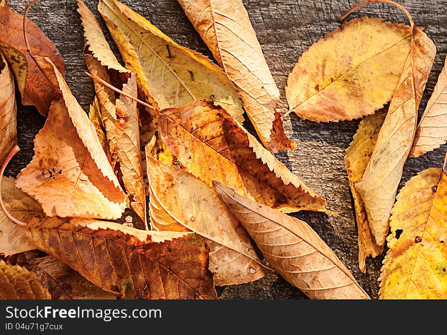 Autumn Leaves over wooden background